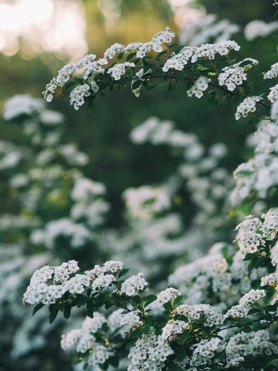 White flower pictures during the day
